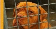 Protestas en Santiago por el sacrificio de tres perros