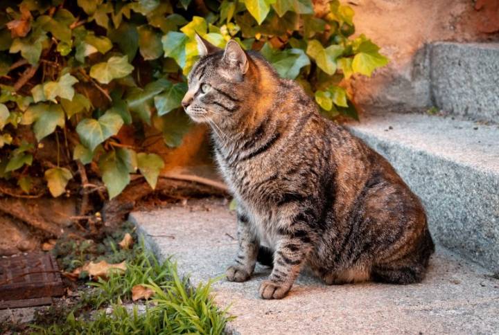 El Ayuntamiento impulsa el III Plan Colonial Felino con más apoyo vecinal