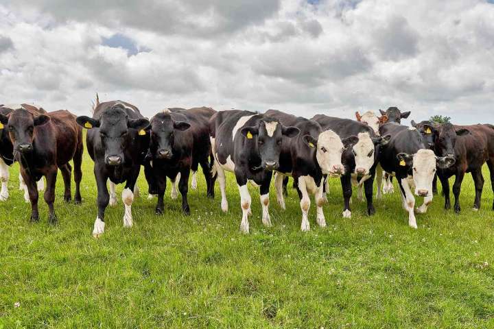Retired Nurse, 59, Dies After Being Trampled by Cows While Walking Her Dog