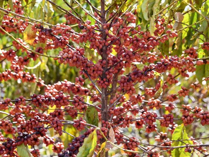 Coffee-driven deforestation is making it harder to grow coffee, watchdog group says