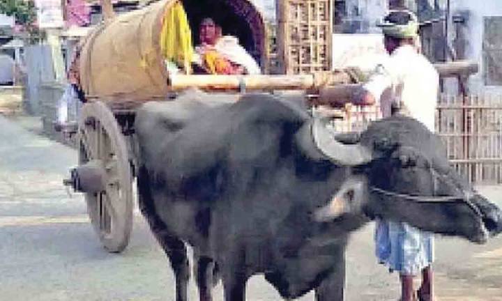 Ambulances turned into ‘bull-ance,’ says Akhilesh
