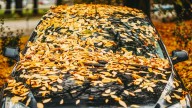 I’m never going to let fallen leaves pile on my car ever again