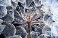 The secret life of seeds: The little wonders that sustain all life on Earth