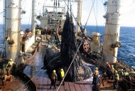 Amplio consenso mundial para proteger los montes submarinos y evitar la pesca de arrastre de fondo