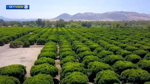 Rain impacts and benefits on Tulare County citrus farms