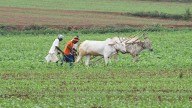 One farmer commits suicide every hour in India: Report