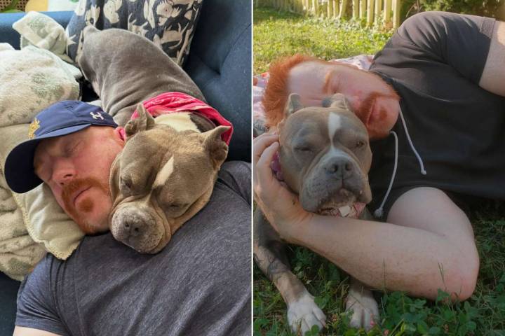 WWE Superstar Sheamus Mourns the Death of His Dog Betty Weeks After She Completed Chemo