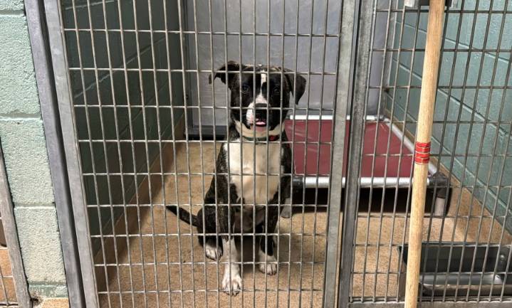 Task force to tackle animal cruelty in Fulton County