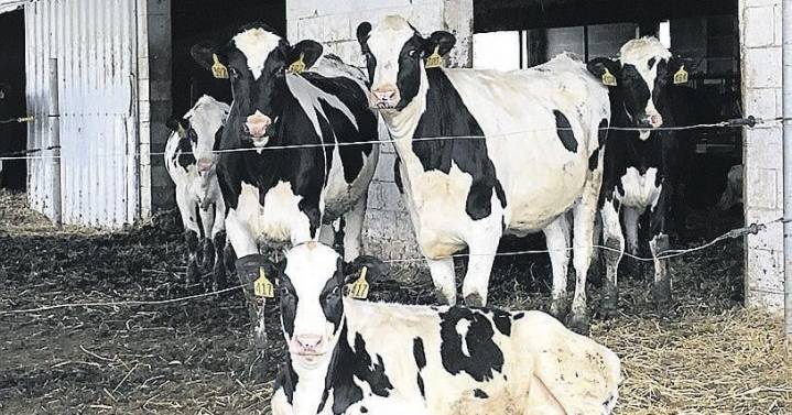 Path to Exceptional Milk Quality: One Farm's Journey