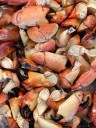 FWC: Stone crab season about to crack open for harvesting