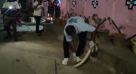 6-foot python rescued from residential area in Odisha’s Ganjam