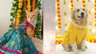 Don’t Celebrate Diwali Until You Read This Indoor Pet Care Guide!
