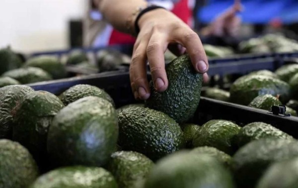 Inflación se modera: baja en precios del chile serrano y aguacate da respiro al bolsillo