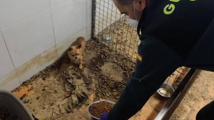 ¡Qué tristeza! Encontraron 250 animales muertos dentro de un “criadero del horror” en España