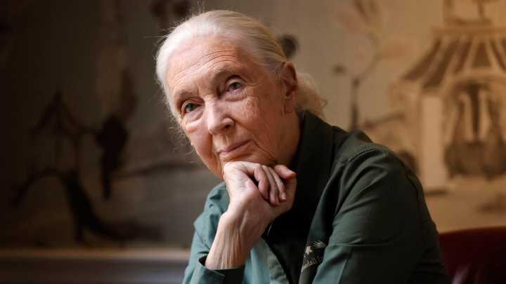 Jane Goodall’s final interview featured on new Netflix series ‘Famous Last Words’