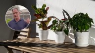 Las tres plantas perfectas para quienes no tienen tiempo de regarlas, según un experto