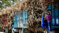 Cañeros de Quintana Roo se unen al paro nacional por el campo