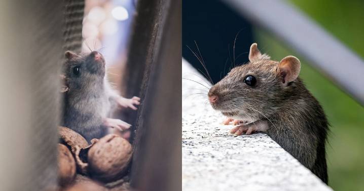 Cómo detectar la presencia de ratones en casa y evitar que se convierta en una plaga