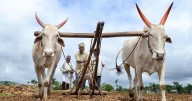 Farmers stick to legal compensation for Bengaluru Business Corridor project