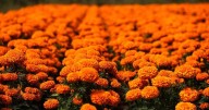 Inauguran el Festival de las Flores de Cempasúchil en Reforma