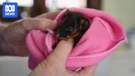 Local WA governments frustrated with rate of cat law reforms