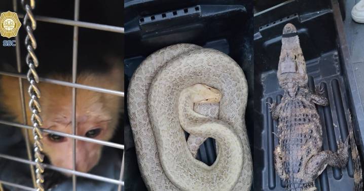 Rescatan a mono capuchino, caimán y serpiente en el Zócalo de CDMX