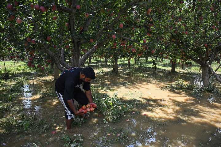 September Floods Cause ₹209 Cr Damage to Horticulture, Livestock in J&K: Govt