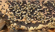 One in five European wild bee species now facing threat of extinction, report finds
