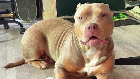 After NY trooper shoots dog, community donates thousands for recovery