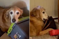 Senior Golden Retriever Goes Viral for Stealing Items and Taking Them to Bed (Exclusive)
