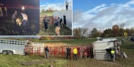 Four Cows Killed When Tractor-Trailer Overturns On Colonie Off