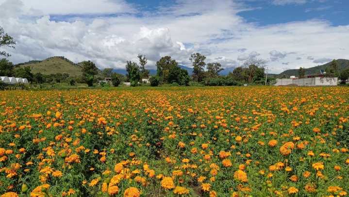 Productores de flor de cempasúchil en Puebla buscan recuperar producción tras lluvias y graniz...