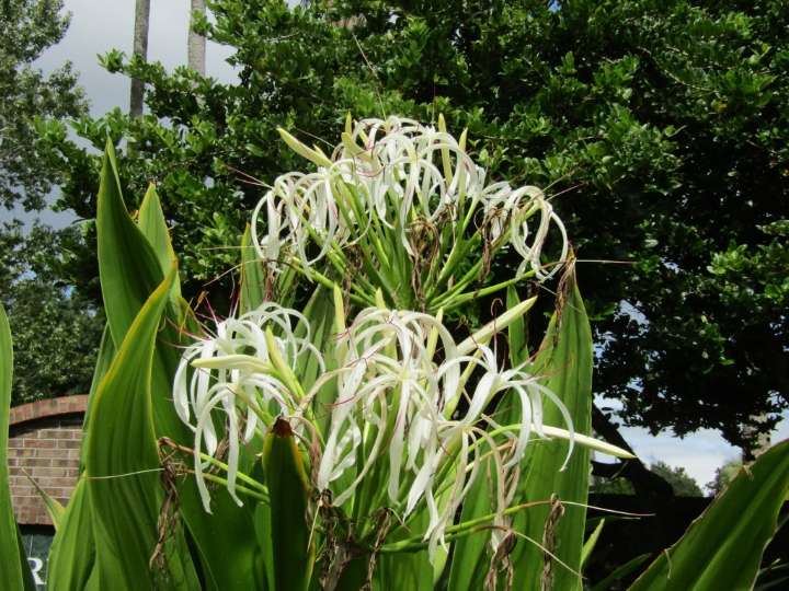 Plant Doctor: Don't cringe over red spots on crinum lilies