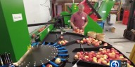 AI revolutionizes Holmberg Orchards while keeping tradition alive
