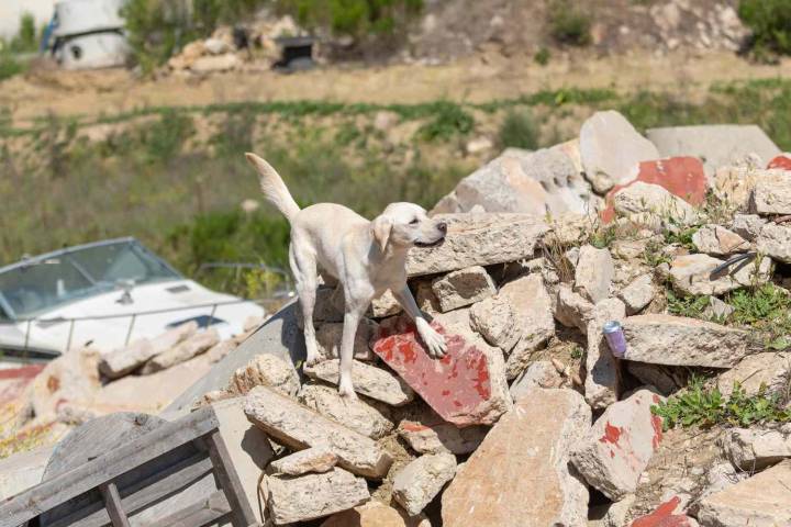 Rachael Ray Foundation Helps Surrendered Golden Retriever Become Disaster Search Dog (Exclusive)