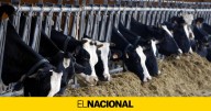 Detectan un tercer foco de dermatosis nodular en otra granja bovina de Castelló d'Empúries