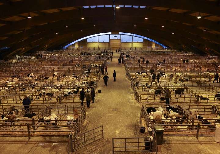 Siero procede a la clausura del Mercado de Ganados: «Vamos a seguir las indicaciones del Principado»