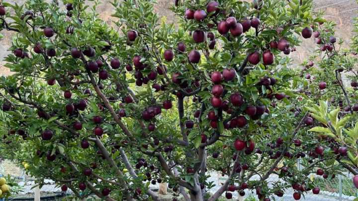 A first in the state: Himachal’s Tabo witness natural farming