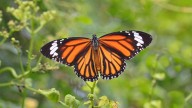 El viaje épico de la mariposa monarca: un vuelo ancestral en peligro
