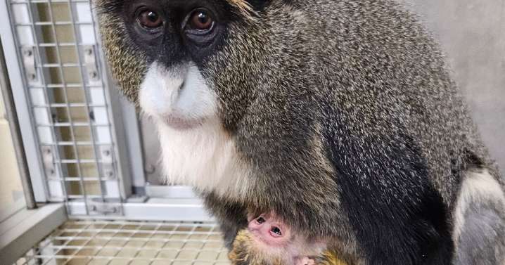 Pueblo Zoo announces recent birth of De Brazza's monkey