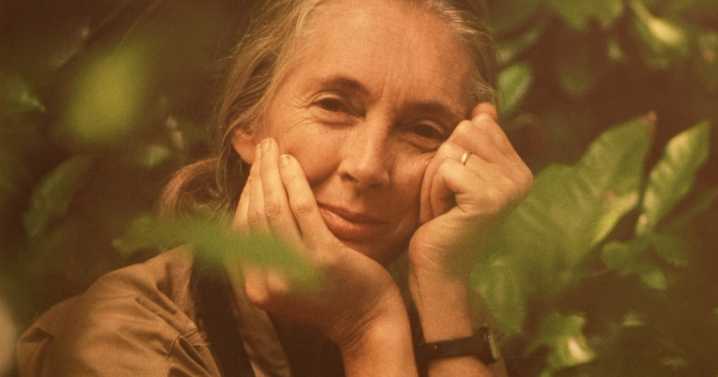 Jane Goodall exhibit launches at the Museum of the Rockies days after her death