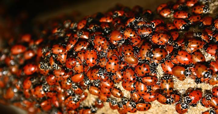 Real reason ladybird swarms are 'invading' UK homes