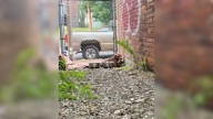 Stray Waiting In Missouri Alley Is Finally Saved By Someone Who Took The Time To Care