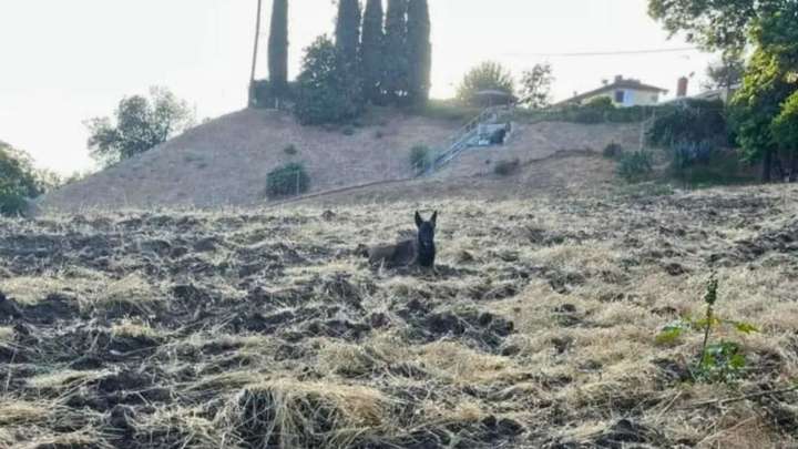 California Woman On A Quiet Walk Encounters A Surprising Animal Watching From The Hillside