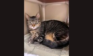 Pet of the Week: Majestic Zeus the Brown Tabby