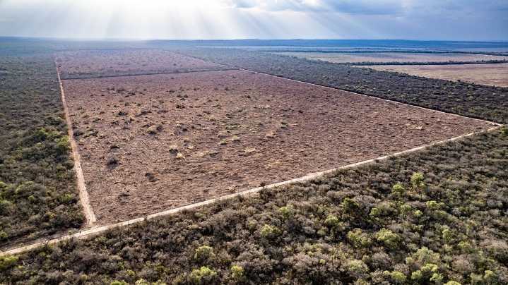 En lo que va del año, Greenpeace documentó más de 10.000 hectáreas arrasadas por el desmonte en Salta