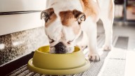 Un veterinario aclara las veces al día que debes alimentar a tu perro según su tamaño