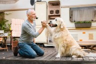 13 Smart Dog Breeds Learning Commands Without Repeating Twice