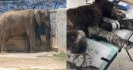 Clausuran Zoológico La Pastora por maltrato animal tras el caso de la osa Mina