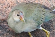 Long legs and toes are ‘something else’ on showstopper bird species seen for first time in U.P.